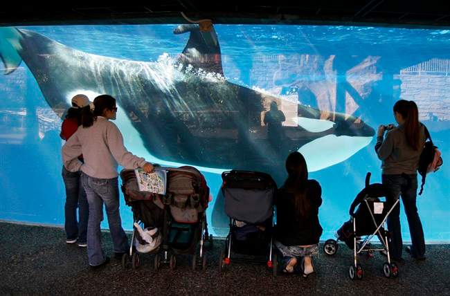 In this Nov. 30, 2006, file photo, people watch through glass as a killer whale swims by in a display tank at SeaWorld in San Diego. 