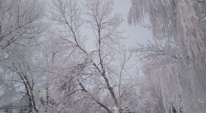 This photo of hoar frost was taken in Luseland, Sask. by Lacy Sletten.