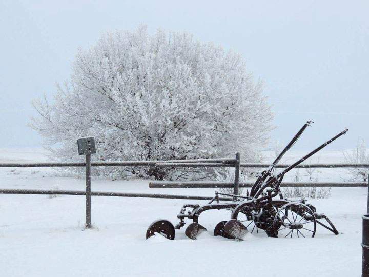 This photo of hoar frost was sent in by Linda Asztalos from her farm near Bradwell, Sask.