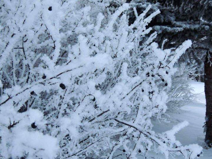 This photo of hoar frost was sent in by Linda Asztalos from her farm near Bradwell, Sask.