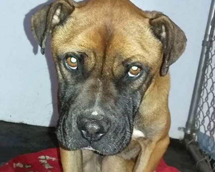 Litters n' Critters is hoping through social media they can identify this dog.