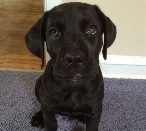 This photo provided by Michael Ehrlich shows his 6-month-old Cane Coro named Jasper at home in Philadelphia. The puppy swallowed two large plastic balls, which remained lodged in his stomach probably for a few weeks, according to Ehrlich. 