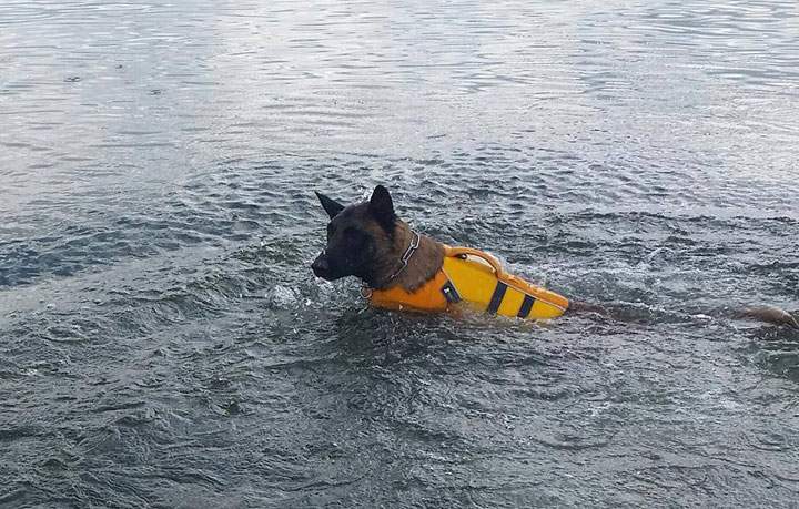 A CASDDA dog practicing a search - prior to the search for Billy Taylor.
