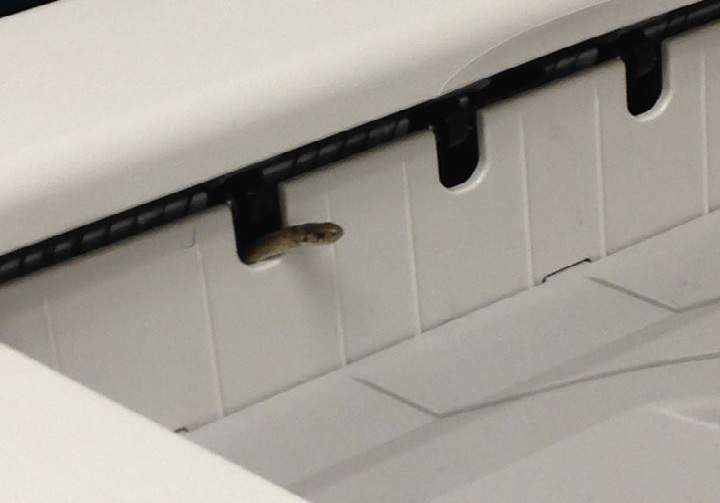 A DeKay's Brown Snake was found inside a York Region high school photocopier on Dec. 7, 2015.