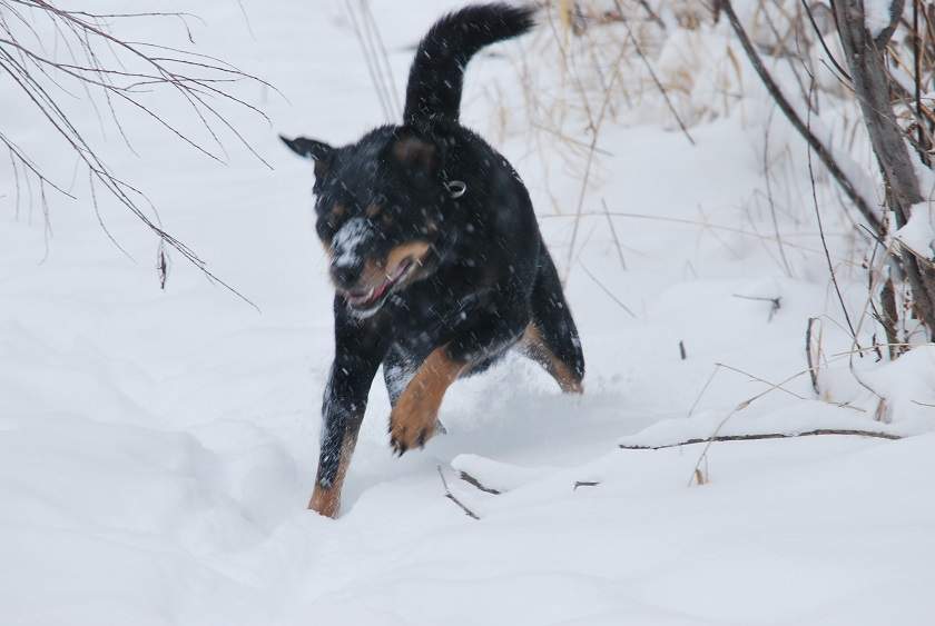 snow dog