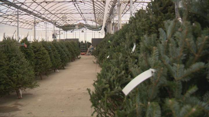 Tips for picking the perfect Christmas tree - image