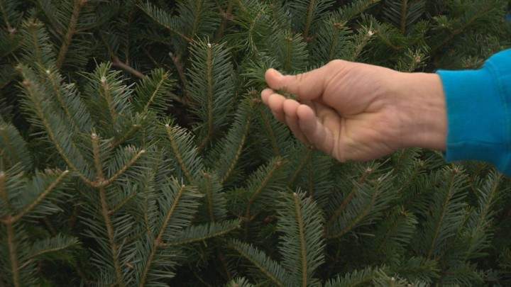 Tips for picking the perfect Christmas tree - image