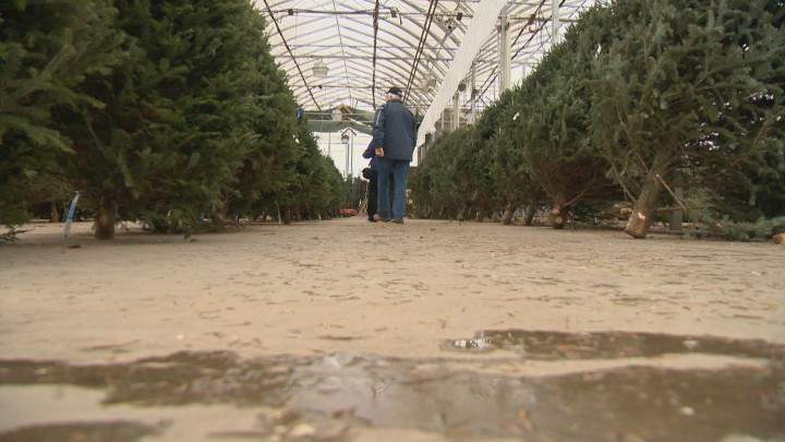 Tips for picking the perfect Christmas tree - image