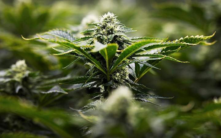 Marijuana is photographed in Markham, Ont., on Thursday, January 7, 2016.