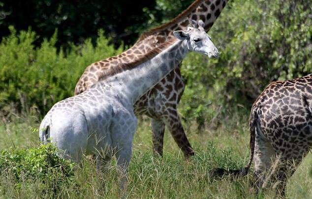 Omo is leucistic, which means part or all of Omo’s body surface lacks cells capable of making pigment.