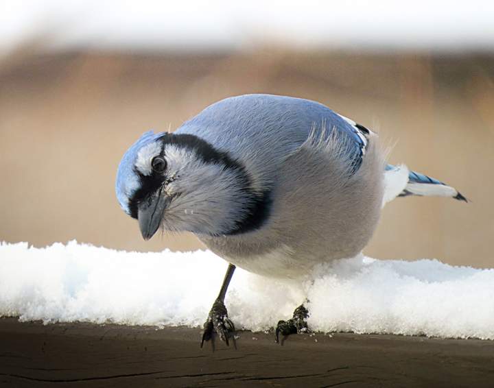 Jan. 18: Valerie Horner took this Your Saskatchewan photo of a blue jay in Prince Albert.