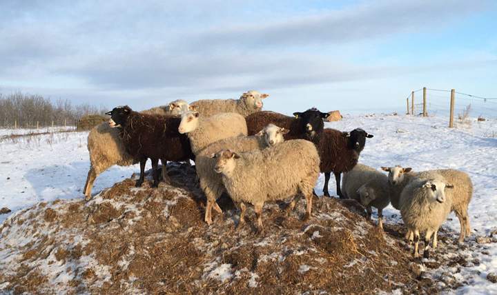 Jan. 21: This Your Saskatchewan photo of some sheep in Alvena was taken by Crystal Chan.