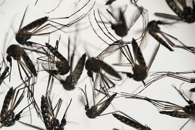 Aedes aegypti mosquitoes sit in a petri dish at the Fiocruz institute in Recife, Pernambuco state, Brazil, Wednesday, Jan. 27, 2016. 