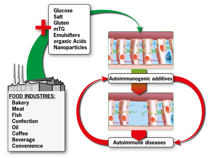 From researchers, a schematic representation of the sequential steps through which industrial food additives induce autoimmune diseases. Commonly used industrial food additives abrogate human epithelial barrier function, thus increasing intestinal permeability through the opened tight junction (TJ), resulting in entry of foreign immunogenic antigens and activation of the autoimmune cascade.