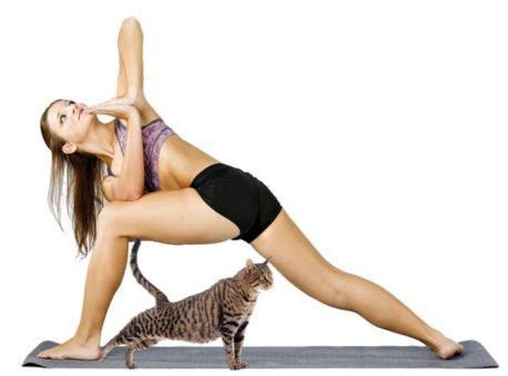 The Edmonton Humane Society holds 'Cats on Your Mats' yoga Saturday mornings at 9.