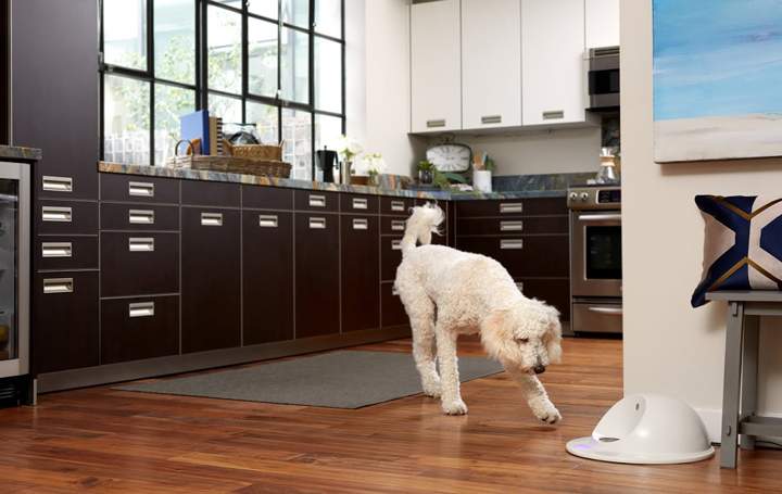 Ever wonder what your dog does when they're home alone? Now you can make sure they are entertained (and not getting into trouble) with CleverPet, which is basically a gaming console for dogs.