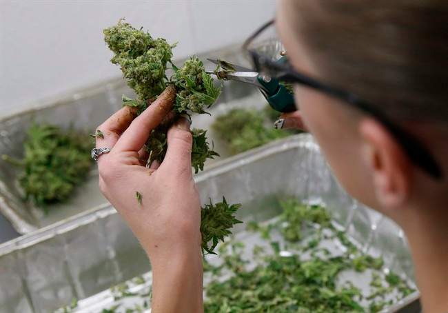 In this Dec. 27, 2013 file photo, an employee trims away unneeded leaves from pot plants, harvesting the plant's buds to be packaged and sold at Medicine Man marijuana dispensary, in Denver.