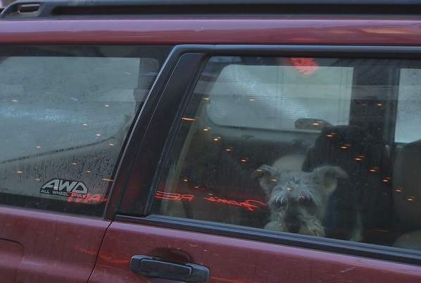The Nova Scotia SPCA is reminding people to not leave their dogs outside as the province sees very cold weather move in Thursday night.