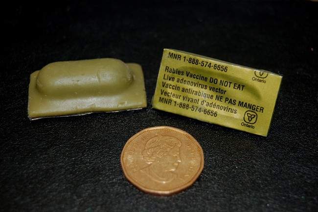Rabies vaccine baiting set to resume in Ontario - image