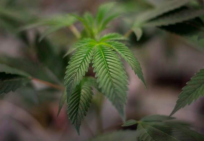 Health Canada has new guidelines for growing your own medical marijuana.