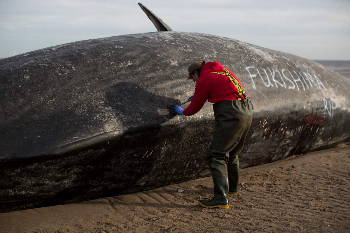 SKEGNESS, ENGLAND – JANUARY 25: One of one of the three Sperm Whales, which were found washed ashore near Skegness over the weekend, is disected by members of the UK Cetacean Strandings Investigation Programme (CSIP). (Photo by Dan Kitwood/Getty Images)