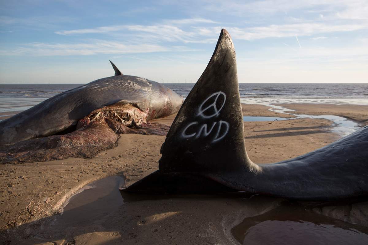 SKEGNESS, ENGLAND – JANUARY 25: Graffiti saying ‘CND’ is seen on the tail of one of three Sperm Whales that were found washed ashore on a beach near Skegness  (Photo by Dan Kitwood/Getty Images)