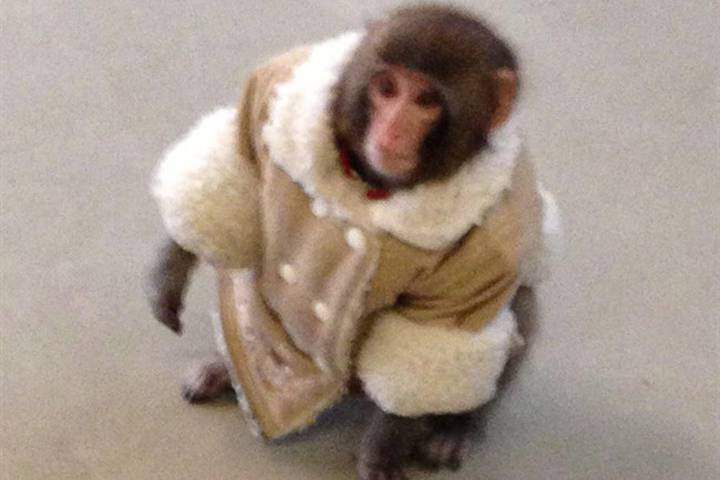 IKEA monkey