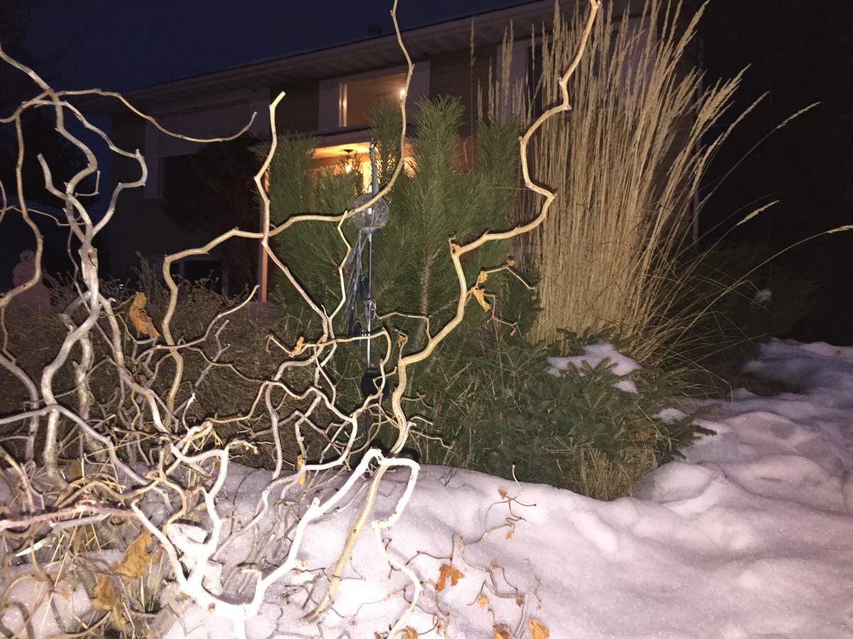 Laurie Keindel’s yard blends shrubs with art made from ice, snow and light to create a dynamic winterscape. (Margeaux Morin/ Global News)
