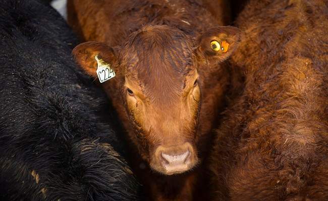 Cattle at the Strathmore Stockyards in Strathmore, Alta., Thursday, Jan. 14, 2016.