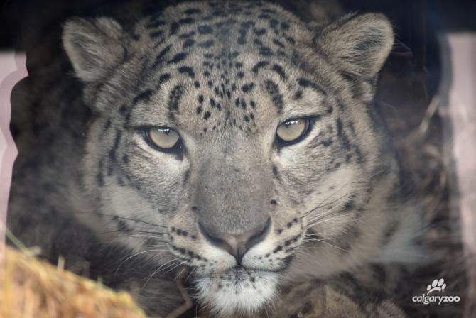 ‘Majestically beautiful’ snow leopard debuts at Calgary Zoo - image