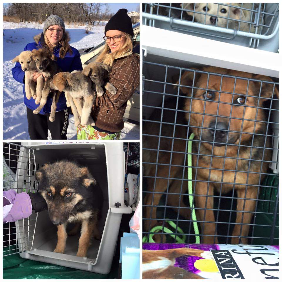 Manitoba Underdogs Rescue (MUR) is struggling to pay mounting veterinary bills after taking in 13 stray dogs from remote northern communities.
