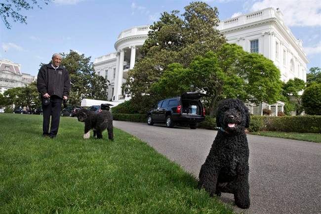 The Presidential dogs Bo, left, and Sunny, are walked by a handler on the South Lawn of the White House. The Portuguese water dogs are the Obama family pets.