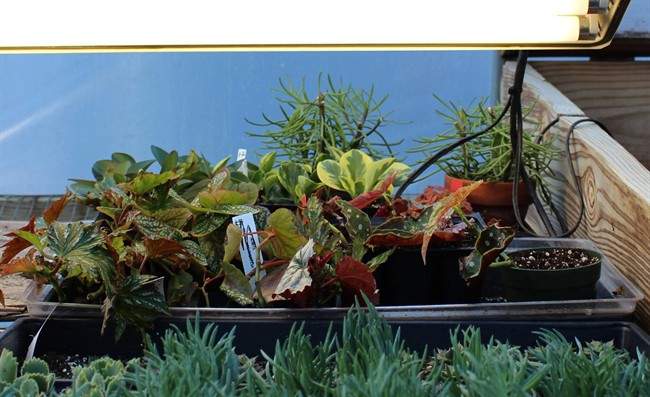In this undated photo, fluorescent bulbs provide all the artificial light needed to root these cuttings during winter in New Paltz, N.Y. 