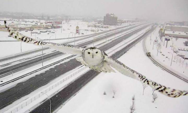 A snowy owl flashes a smile to a traffic camera along the A-40 in Montreal's West Island, Sunday, January 3, 2016.