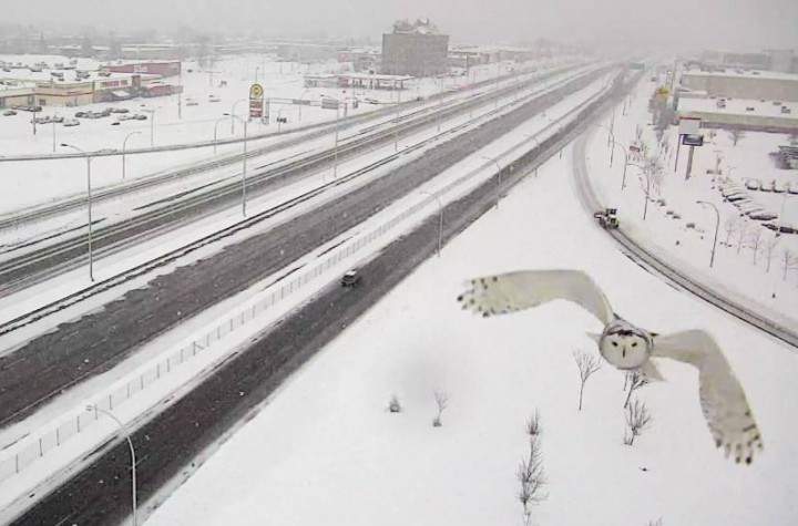 A snowy owl caught in mid-flight by a traffic camera along the A-40 in Montreal's West Island, Sunday, January 3, 2016.