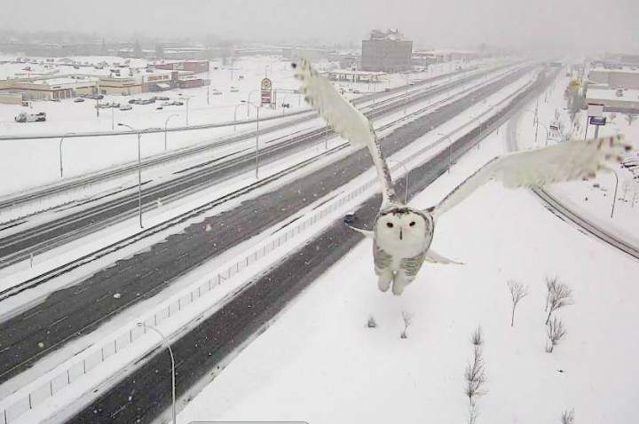 A snowy owl caught in mid-flight by a traffic camera along the A-40 in Montreal's West Island, Sunday, January 3, 2016.