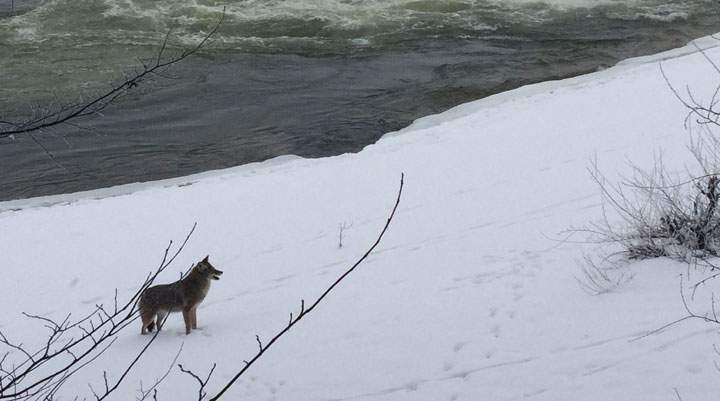 Jan. 16: This Your Saskatchewan photo was taken by Brandi Mae of a coyote by the weir in Saskatoon.