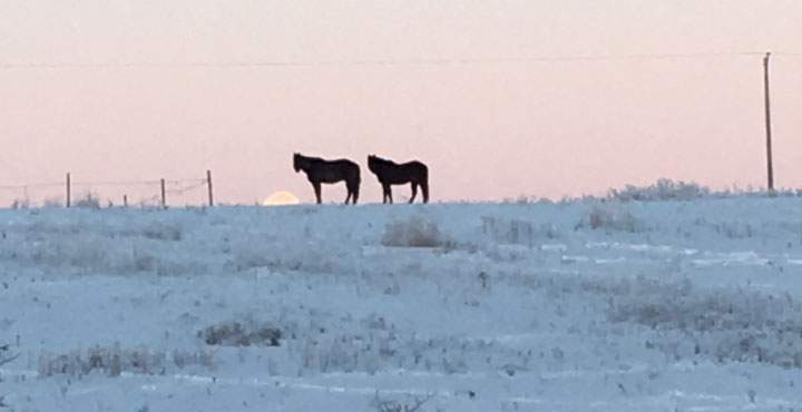 Jan. 30: This Your Saskatchewan photo was taken by Casey Caplette near North Battleford.