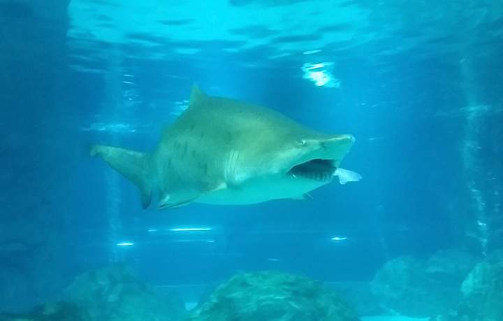 A sand tiger shark at COEX Aquarium in Seoul, South Korea, swims with his unlucky meal, a male banded hound shark.