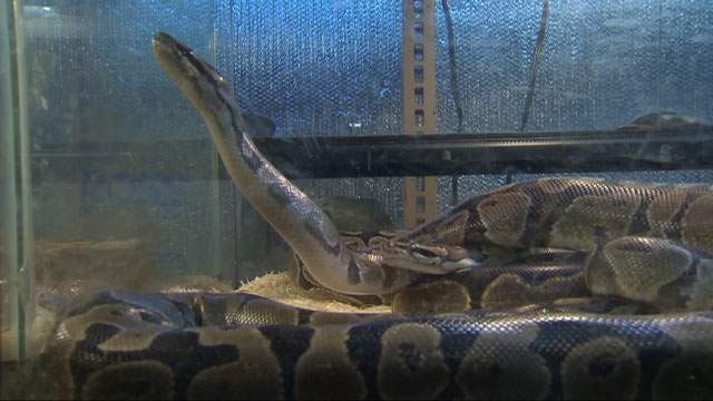 Caught on camera: man steals 2-foot long python by shoving it down his pants - image