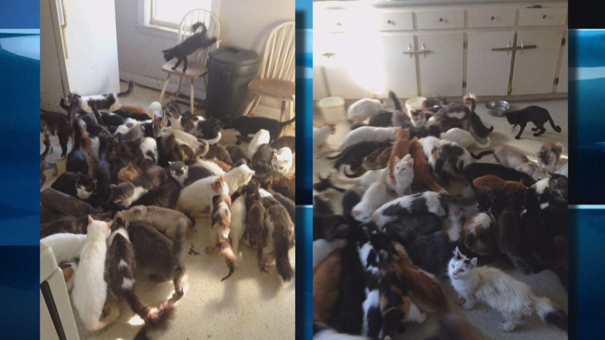The home of the Yarmouth County man who became overwhelmed with 66 cats.