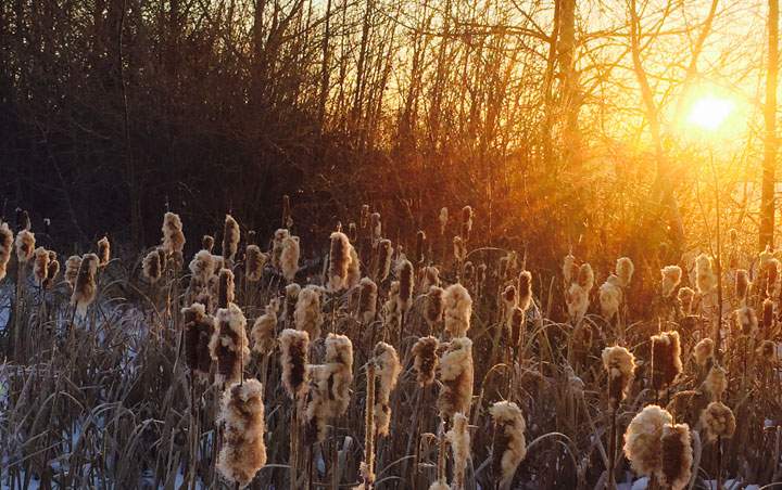 Jan. 31: This Your Saskatchewan photo was taken by Vicki Metheral near Vanscoy.
