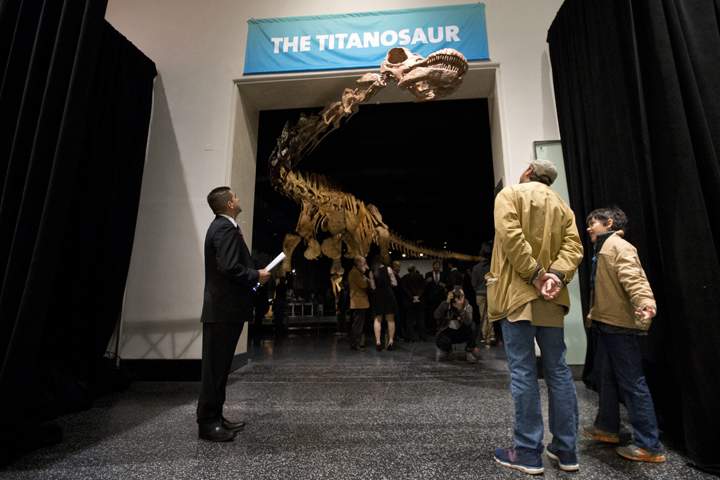 Visitors to the American Museum of Natural History examine a replica of a 122-foot-long dinosaur on display at the American Museum of Natural History in New York, Thursday, Jan. 14, 2016.