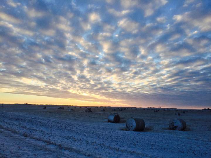 Jan. 6: This Your Saskatchewan photo was taken by Vicki Metheral near Vanscoy with the title “frosted mini-wheats.”