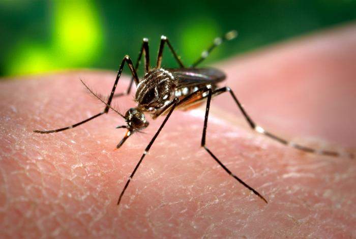 The yellowfever mosquito Aedes aegypti.