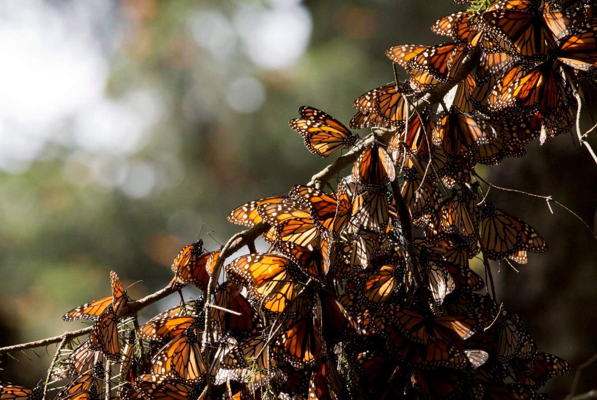 A kaleidoscope of Monarch butterflies hang from a tree branch, in the Piedra Herrada sanctuary, near Valle de Bravo, Mexico. 