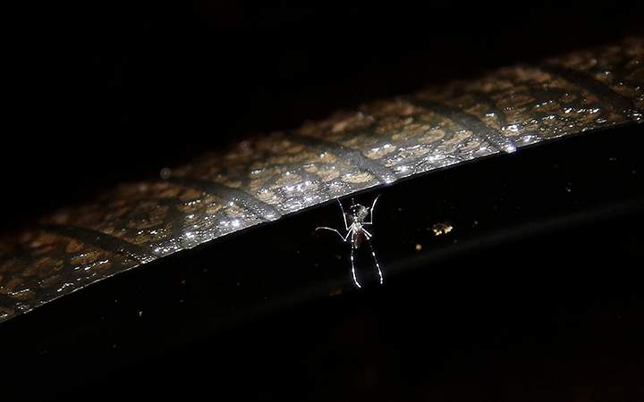 An Aedes aegipty female mosquito floats on stagnant water inside a tire at a used tire store in Villavicencio, Colombia, Thursday, Feb. 4, 2016. The Aedes aegipty is the vector that transmits the Zika virus, and also dengue, yellow fever and chikungunya. The females lay their eggs on damp surfaces where they breed. 