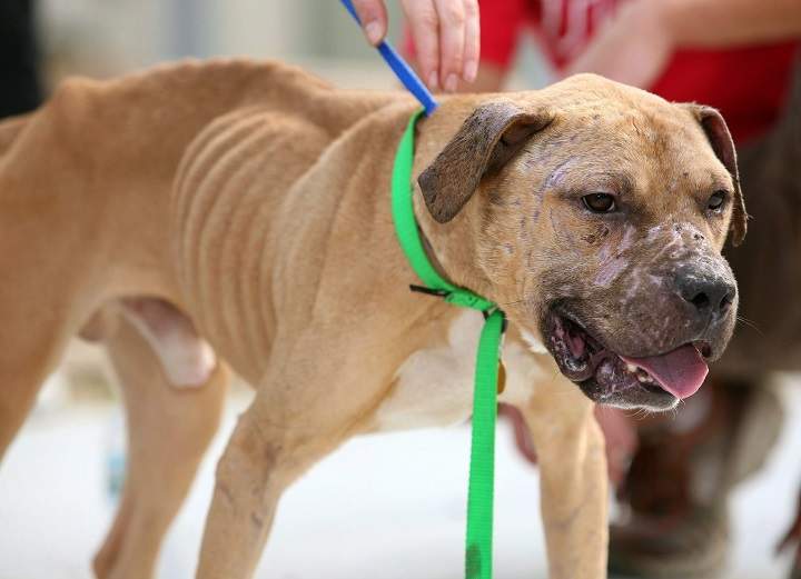 The Ontario Society for the Prevention of Cruelty to Animals is seeking to have put down 21 dogs seized after a raid on an alleged dogfighting ring.