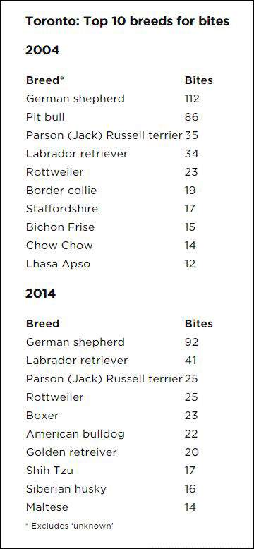 Toronto’s pit bulls are almost gone. So why are there more dog bites than ever? - image