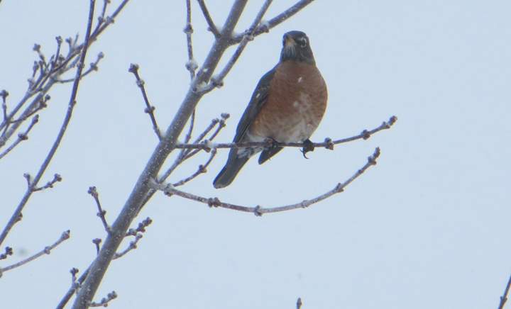 Feb. 16: This Your Saskatchewan photo of a robin in Dalmeny was taken by Carol Langenberger.
